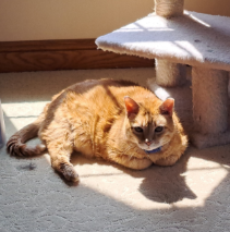  orange cat laying in a patch of sunlight